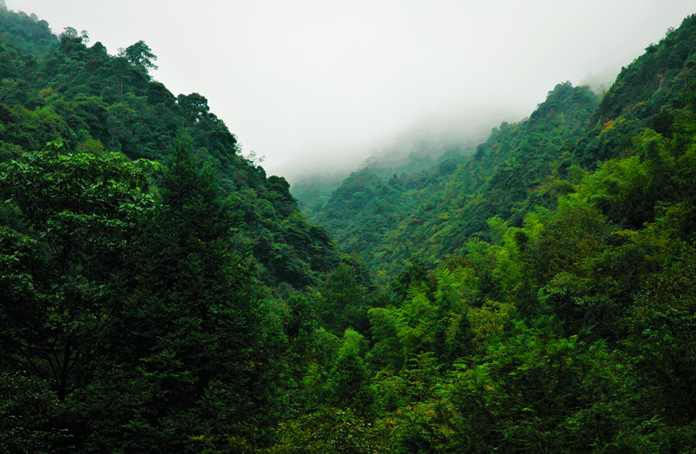 松阳箬寮原始林 松阳箬寮原始林
