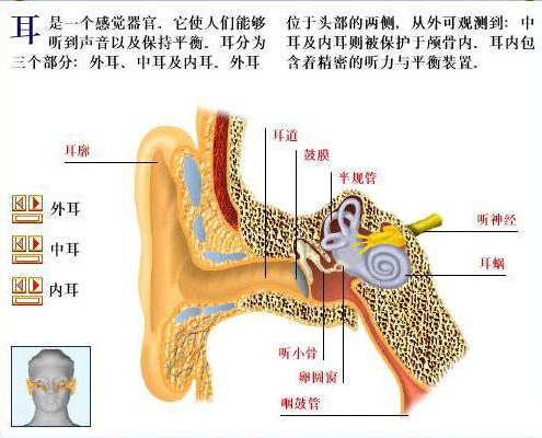 耳朵的结构 耳朵的结构