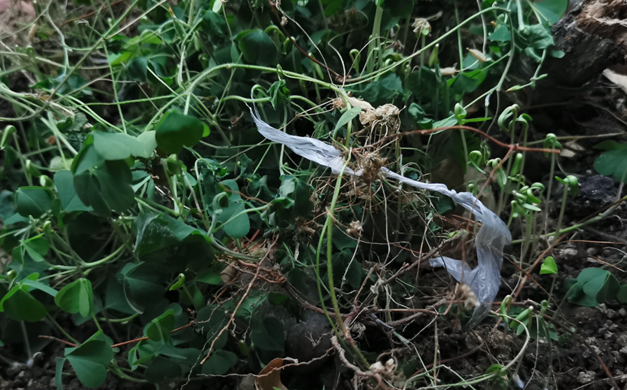 波斯菊发芽 波斯菊发芽