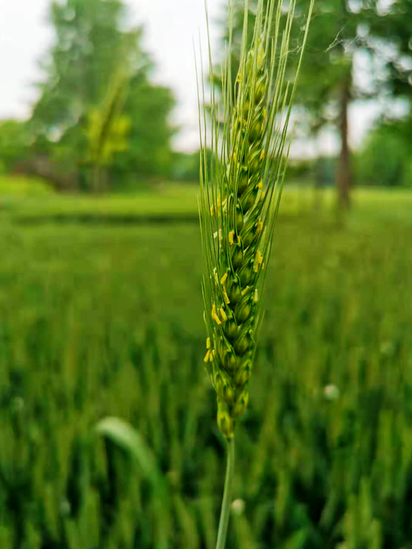 小麦抽穗开花